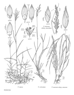 FNA25 P178 Panicum pg 473.jpeg