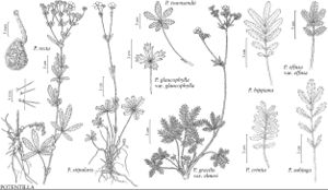 FNA9 P14 Potentilla recta.jpeg