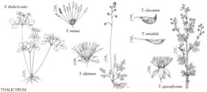 FNA03 P46 Thalictrum pg 262.jpeg