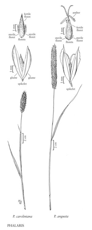 FNA24 P299 Phalaris pg 772.jpeg