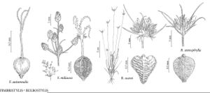 FNA23 P34 Fimbristylis autumnalis pg 130.jpeg