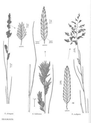 FNA25 P37 Eragrostis pg 102.jpeg