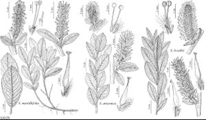 FNA7 P14 Salix myrtillifolia pg 109.jpeg