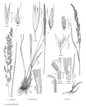 FNA24 P278 Calamagrostis pg 722.jpeg