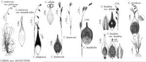 FNA23 P119 Carex petricosa var petricosa pg 479.jpeg