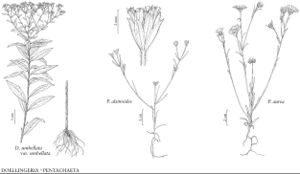 FNA20 P04 Doellingeria umbellata.jpeg