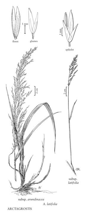 FNA24 P259B Arctagrostis pg 677.jpeg