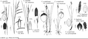 FNA23 P101 Carex aguatilis var aquatilis pg 397.jpeg
