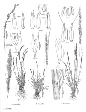 FNA24 P249 Agrostis pg 657.jpeg