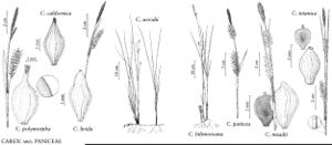 FNA23 P109 Carex polymorpha pg 429.jpeg