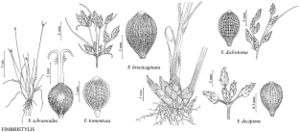 FNA23 P31 Fimbristylis schoenoides pg 125.jpeg