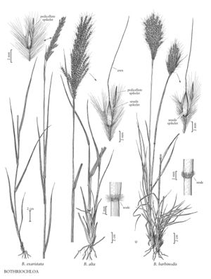 FNA25 P249 Bothriochloa pg 643.jpeg