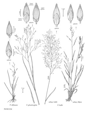 FNA25 P176 Panicum pg 468.jpeg