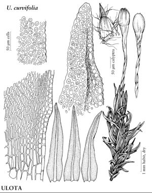 OrthotrichUlotaCurvifolia.jpeg