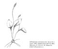 FNA01 P132 Ophioglossum crotalophoroides pg 259.jpeg