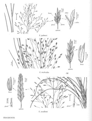 FNA25 P33 Eragrostis pg 94.jpeg