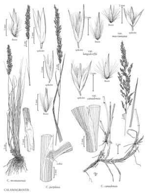 FNA24 P280 Calamagrostis pg 727.jpeg