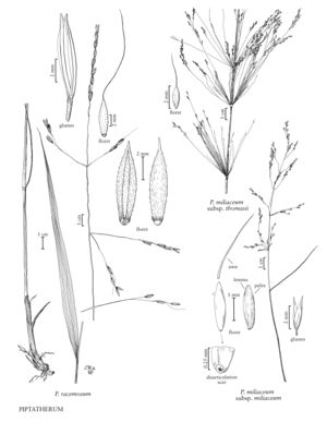 FNA24 P58 Piptatherum pg 150.jpeg