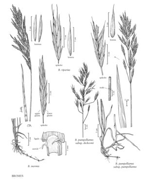 FNA24 P78 Bromus pg 208.jpeg