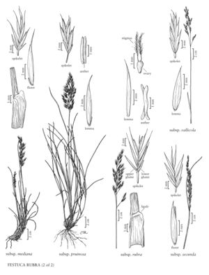 FNA24 P161 Festuca Rubra pg 417.jpeg