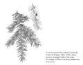 FNA01 P106 Taxus brevifolia pg 211.jpeg