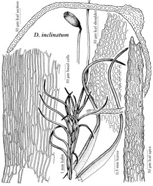 Ditr Distichium inclinatum.jpeg