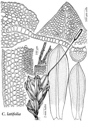 Pott Crumia latifolia.jpeg