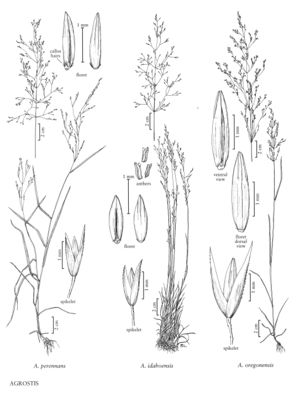 FNA24 P245 Agrostis pg 650.jpeg