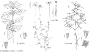 FNA21 P20 Synedrella nodiflora.jpeg