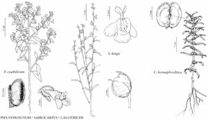 FNA17 P07 Pseudorontium cyathiferum.jpeg