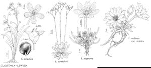 FNA4 P77 Claytonia virginica.jpeg