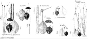 FNA23 P16 Schoenoplectus purshianus var purshianus pg 55.jpeg