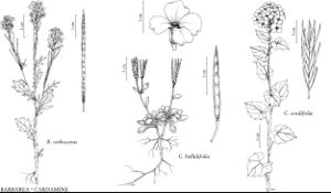 FNA7 P58 Barbarea orthoceras pg 463.jpeg