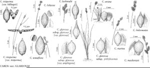 FNA23 P84 Carex trisperma pg 314.jpeg