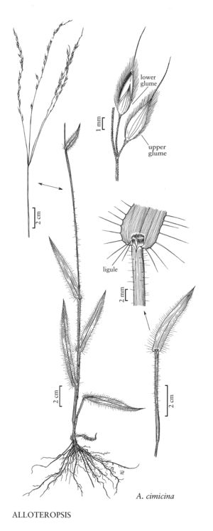 FNA25 P147B Alloteropsis pg 386.jpeg