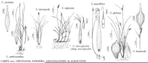 FNA23 P130 Carex circinata pg 529.jpeg