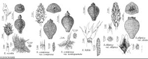 FNA23 P20 Eleocharis occulta pg 83.jpeg