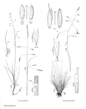 FNA24 P57 Piptatherum pg 149.jpeg