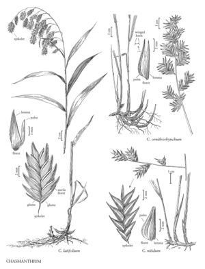 FNA25 P132 Chasmanthium pg 347.jpeg