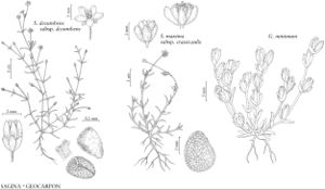 FNA5 P18 Sagina decumbens.jpeg