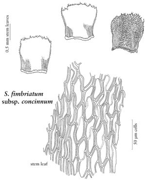 Spha Sphagnum fimbriatum subsp. concinnum.jpeg