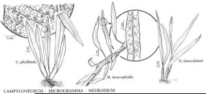 FNA2 P49 Campyloneurum-Microgramma-Neurodium pg 329.jpeg