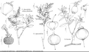 FNA8 P47 Comarostaphylis diversifolia.jpeg