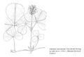FNA01 P110 Trifolium stoloniferum pg 216.jpeg