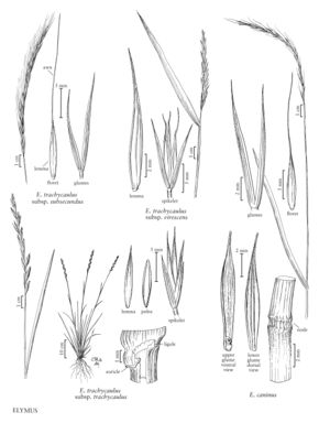 FNA24 P126 Elymus pg 323.jpeg