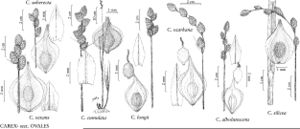 FNA23 P94 Carex vexans pg 367.jpeg