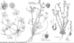 FNA9 P21 Duchesnea indica var indica.jpeg