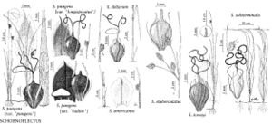 FNA23 P15 Schoenoplectus pungens pg 51.jpeg