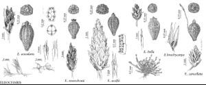 FNA23 P27 Eleocharis acicularis pg 109.jpeg