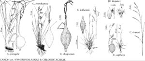 FNA23 P118 Carex sprengelii pg 473.jpeg